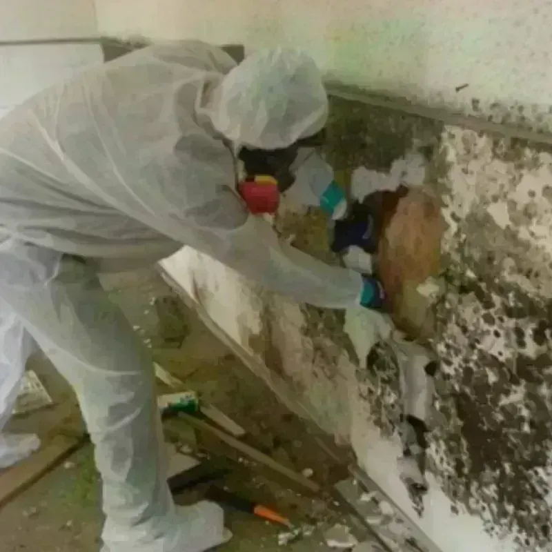 Mold Remediation and Removal in Assonet, MA